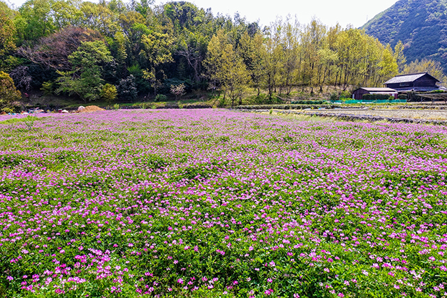 三重県多気郡多気町