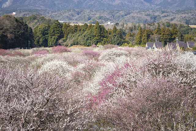 三重県いなべ市・いなべ梅林公園